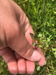 Trifolium oliganthum