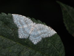Leucodrepana serratilinea