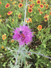 Cirsium texanum