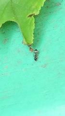 Dolichoderus sibiricus