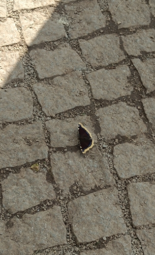 Mourning Cloak