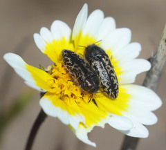 Acmaeodera labyrinthica