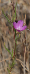 Clarkia affinis