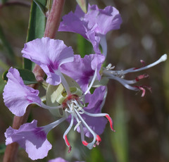 Clarkia tembloriensis