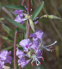 Clarkia tembloriensis