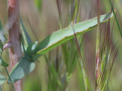 Clarkia tembloriensis