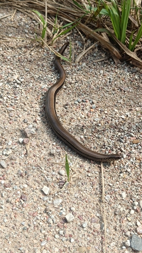 Common Slowworm
