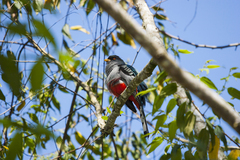 Priotelus roseigaster