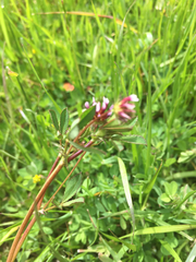 Trifolium oliganthum
