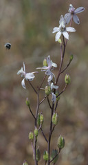 Delphinium gypsophilum