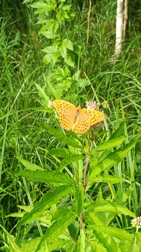 Silver-washed Fritillary