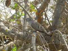 Turtur abyssinicus