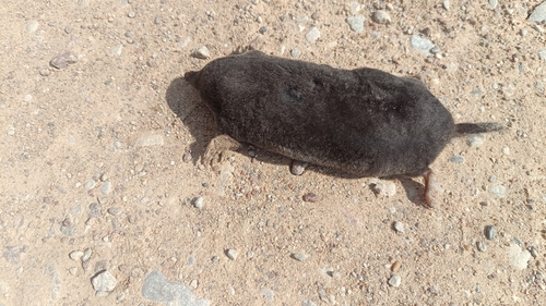 European Mole