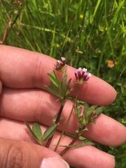 Trifolium oliganthum