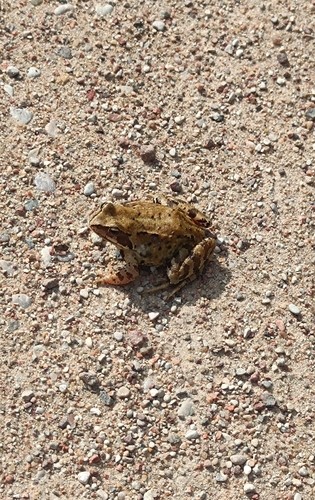 European Common Frog