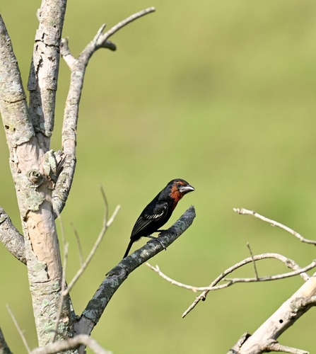 Black-billed Barbet