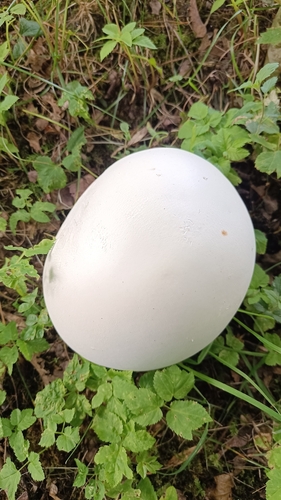 giant puffball