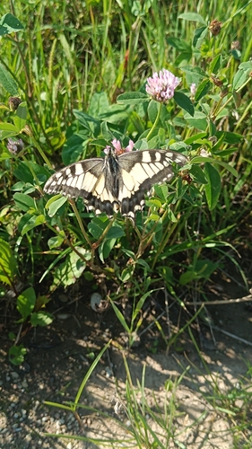 Old World Swallowtail