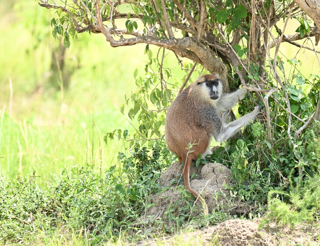 Patas Monkeys