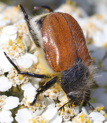 Paracotalpa