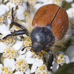 Paracotalpa
