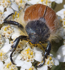 Paracotalpa