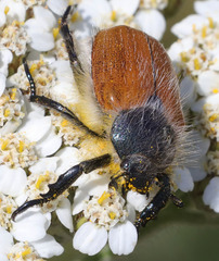 Paracotalpa