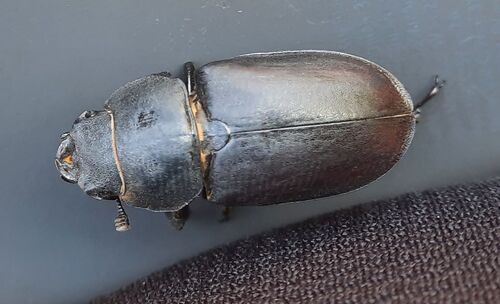 European Stag Beetle