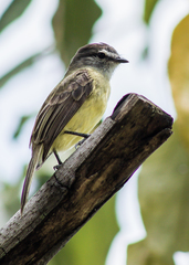 Phyllomyias griseiceps