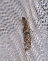 Cryptoblabes plagioleuca