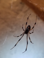 Latrodectus geometricus