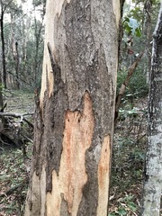 Eucalyptus propinqua