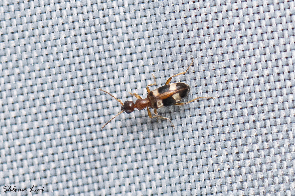 Stricticomus modestus