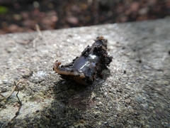 Arthurdendyus triangulatus