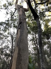 Eucalyptus propinqua