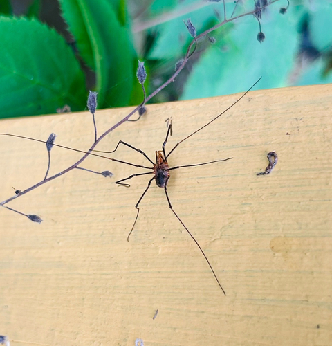 European Harvestman