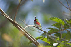 Todus angustirostris