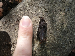 Arthurdendyus triangulatus