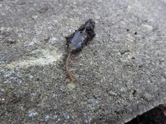 Arthurdendyus triangulatus