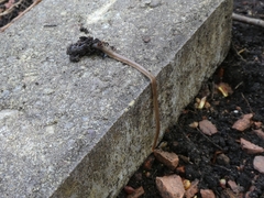 Arthurdendyus triangulatus