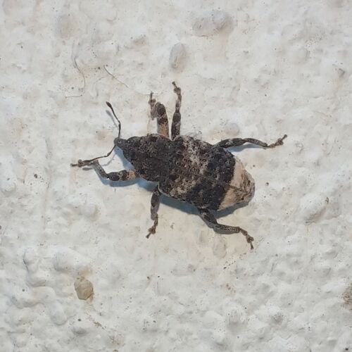 Poplar-and-Willow Borer