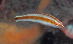 Goldstripe Wrasse photo 2