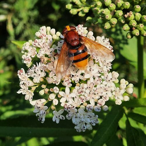 Hornet Mimic Hover Fly