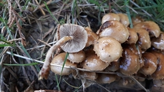 Pholiota subflammans