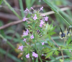 Hedeoma acinoides