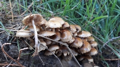 Pholiota subflammans