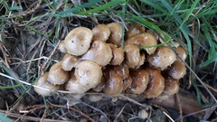 Pholiota subflammans