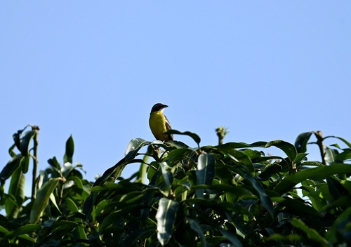 Cabanis's Bunting
