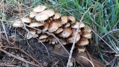 Pholiota subflammans