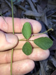 Desmodium rhytidophyllum